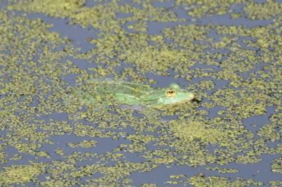 Grenouille verte 
