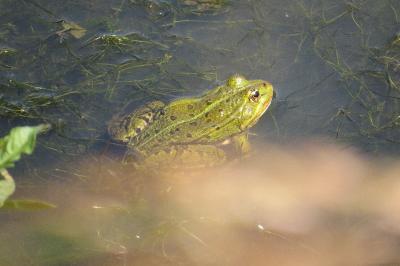 Grenouille verte 