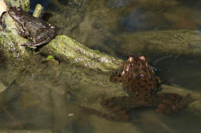 Grenouille rieuse 