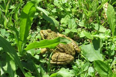 Grenouille verte 