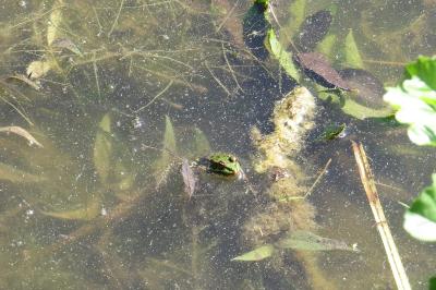 Grenouille verte 