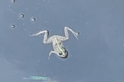 Pélophylax