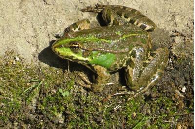 Grenouille verte 
