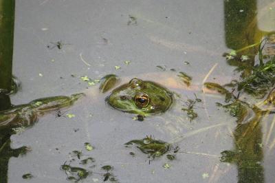 Grenouille verte 