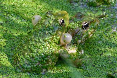 Grenouille rieuse 