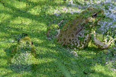 Grenouille rieuse 