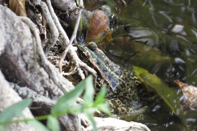 Grenouille verte 