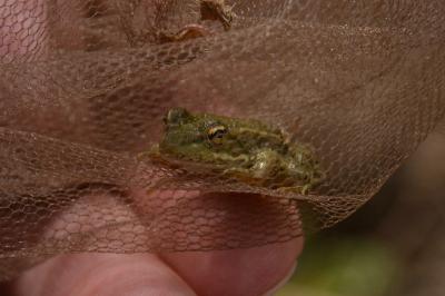 Grenouille verte 