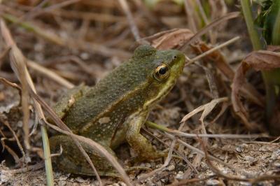 Grenouille verte 