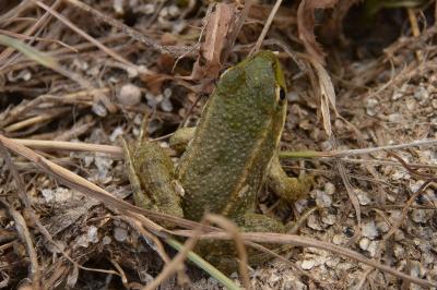 Grenouille verte 