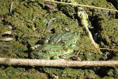 Grenouille verte 