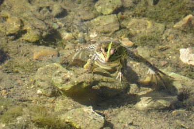 Grenouille verte 