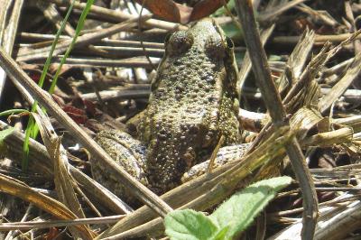 Grenouille verte 