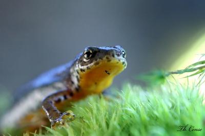 <i>Ichthyosaura alpestris</i>