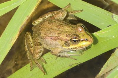<i>Pelophylax kl. esculentus</i>
