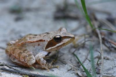 <i>Rana dalmatina</i>
