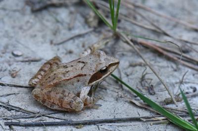 <i>Rana dalmatina</i>