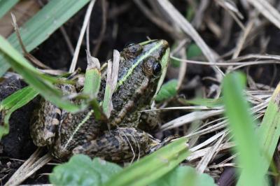 <i>Pelophylax kl. esculentus</i>