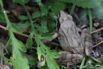 <i>Rana dalmatina</i>