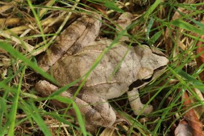 <i>Rana dalmatina</i>