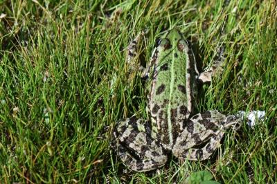 <i>Pelophylax kl. esculentus</i>