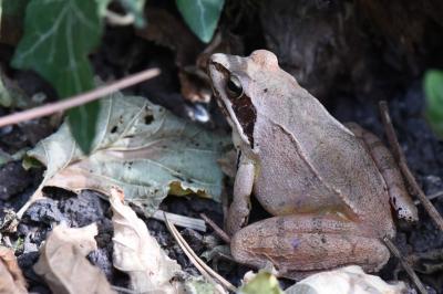 <i>Rana dalmatina</i>