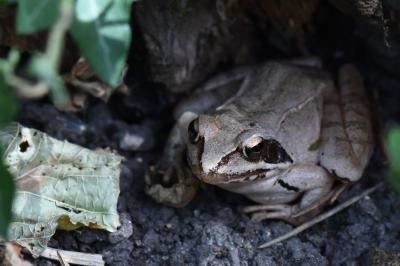 <i>Rana dalmatina</i>