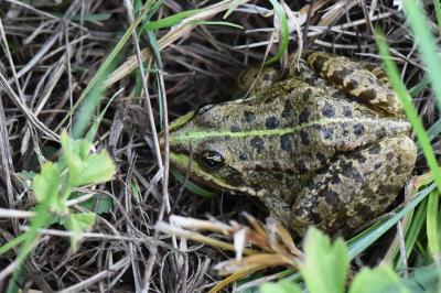 <i>Pelophylax kl. esculentus</i>