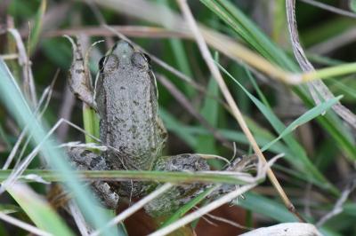 <i>Pelophylax kl. esculentus</i>
