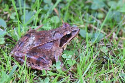 <i>Rana dalmatina</i>