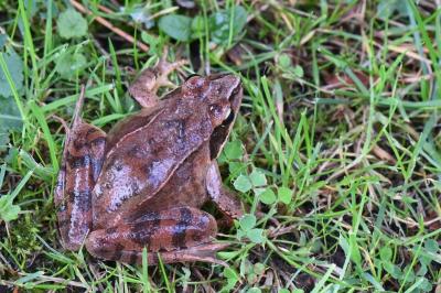 <i>Rana dalmatina</i>