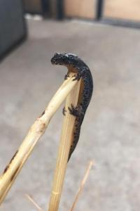 <i>Ichthyosaura alpestris</i>