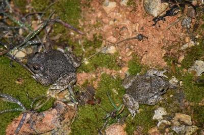 <i>Alytes obstetricans</i>