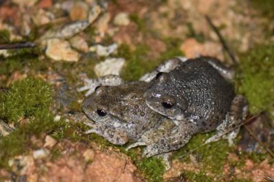 <i>Alytes obstetricans</i>