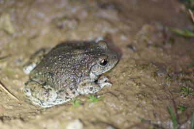 <i>Alytes obstetricans</i>