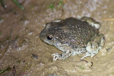 <i>Alytes obstetricans</i>