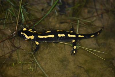 Salamandre tachetée 