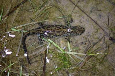 Triton alpestre 