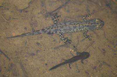Triton alpestre 