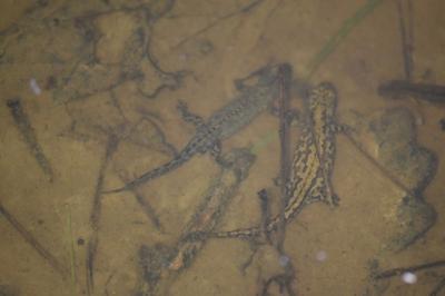 Triton alpestre 