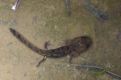 Salamandre tachetée 