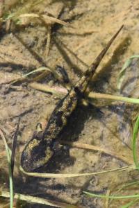 Salamandre tachetée 