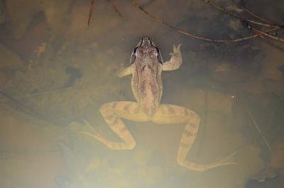 Grenouille agile 