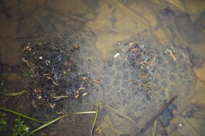 Grenouille agile 