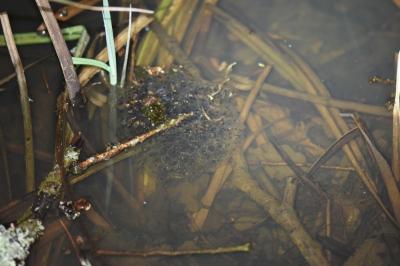 Grenouille agile 