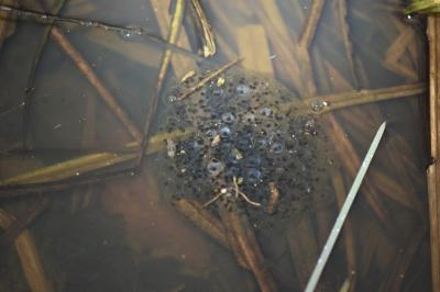 Grenouille agile 
