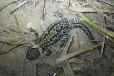 Triton alpestre 
