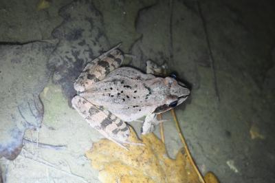 Grenouille agile 