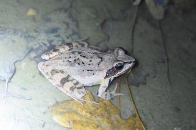 Grenouille agile 
