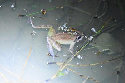 Grenouille agile 